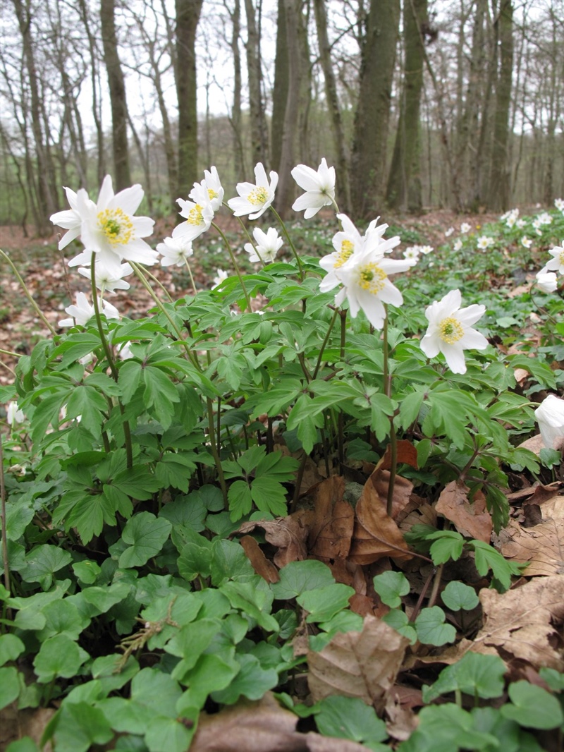 Frühblüher 15